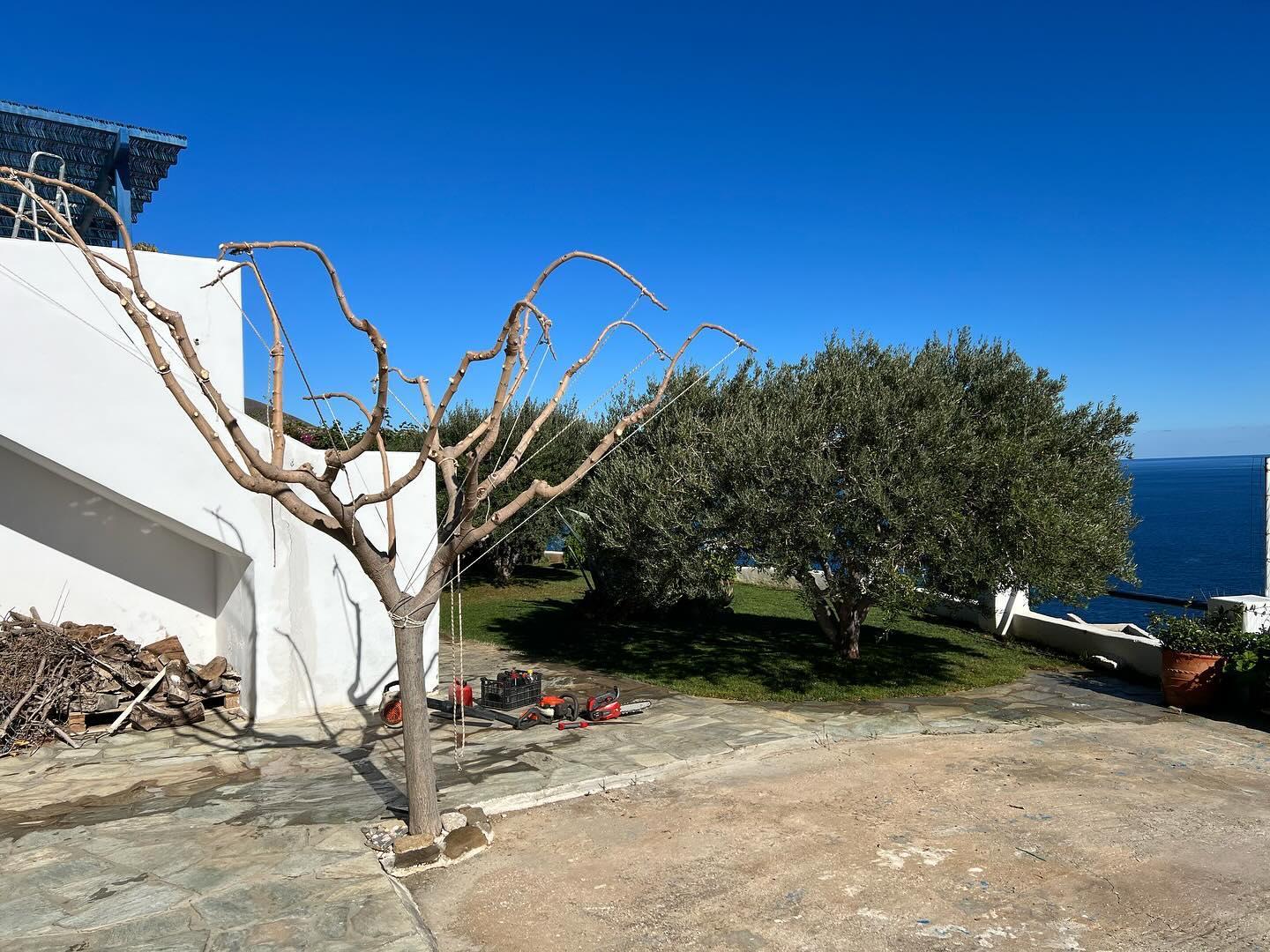 Παραθαλάσσιος Κήπος με Ελιά &amp; Θέα στο Πέλαγος
