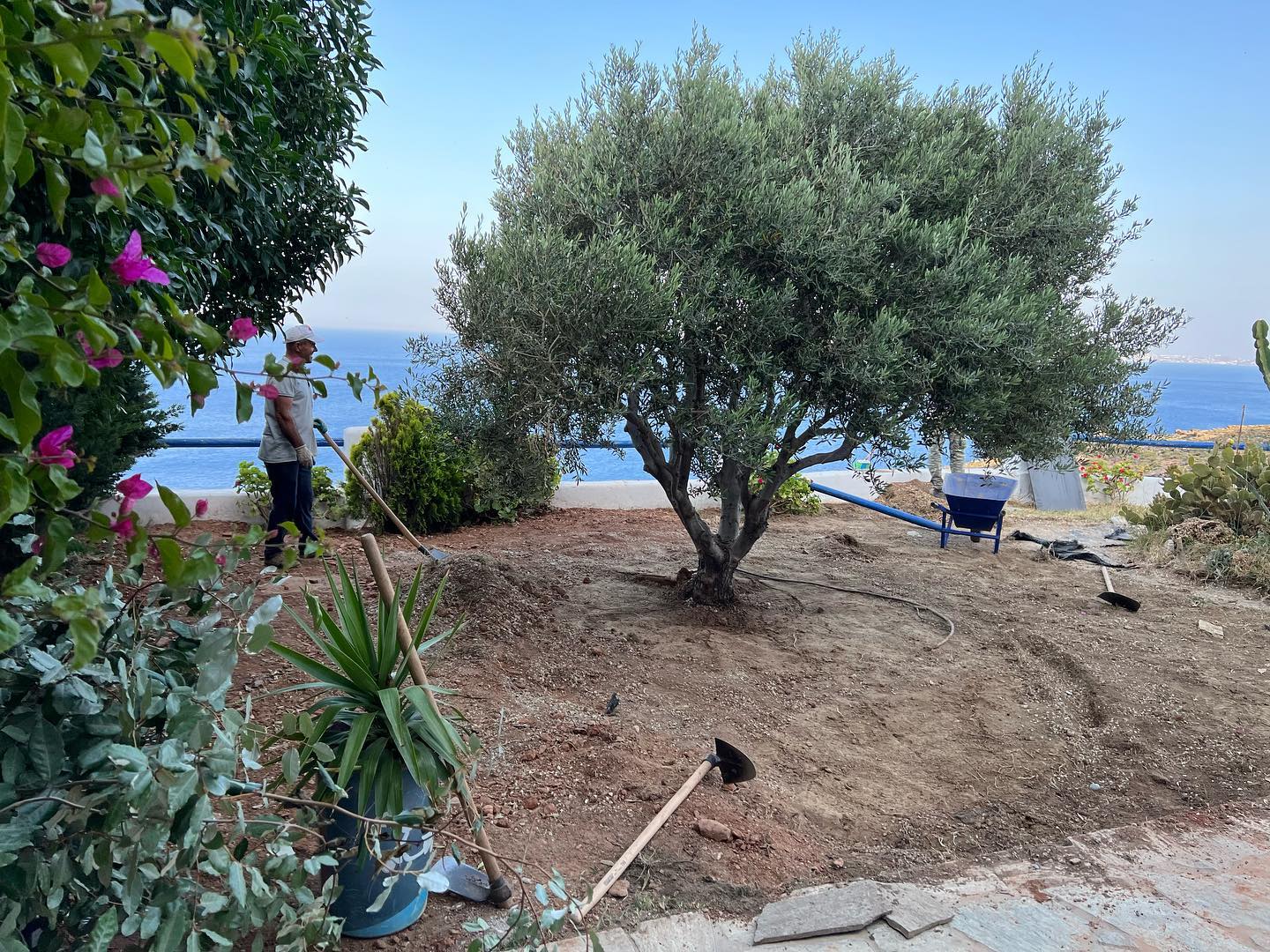Παραθαλάσσιος Κήπος με Ελιά &amp; Θέα στο Πέλαγος