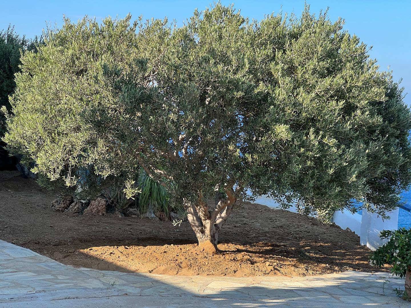 Παραθαλάσσιος Κήπος με Ελιά &amp; Θέα στο Πέλαγος