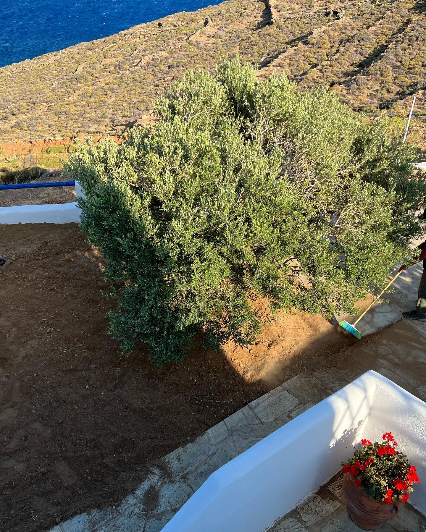 Παραθαλάσσιος Κήπος με Ελιά &amp; Θέα στο Πέλαγος