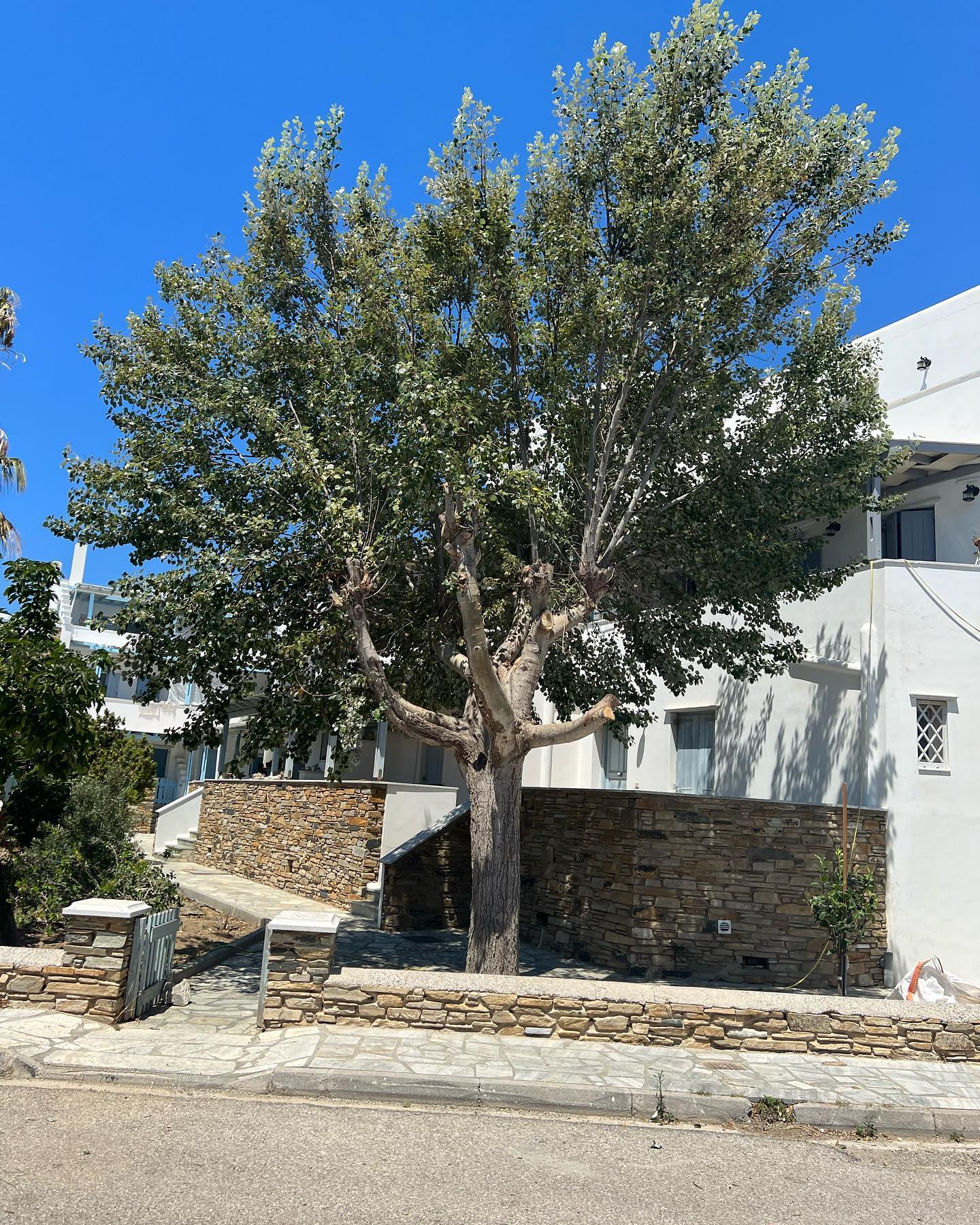Συντήρηση Καταπράσινου Μεσογειακού Κήπου