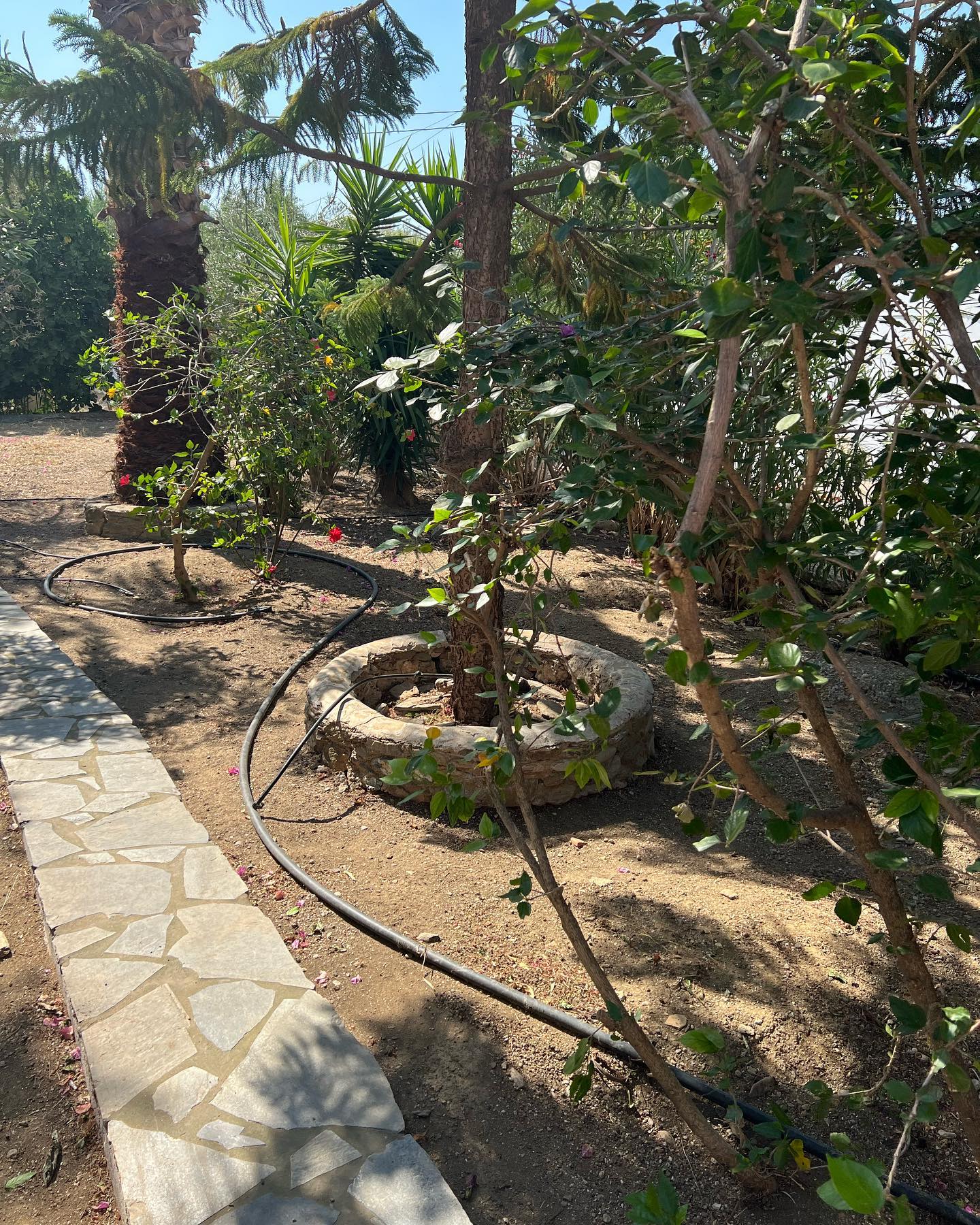 Συντήρηση Καταπράσινου Μεσογειακού Κήπου