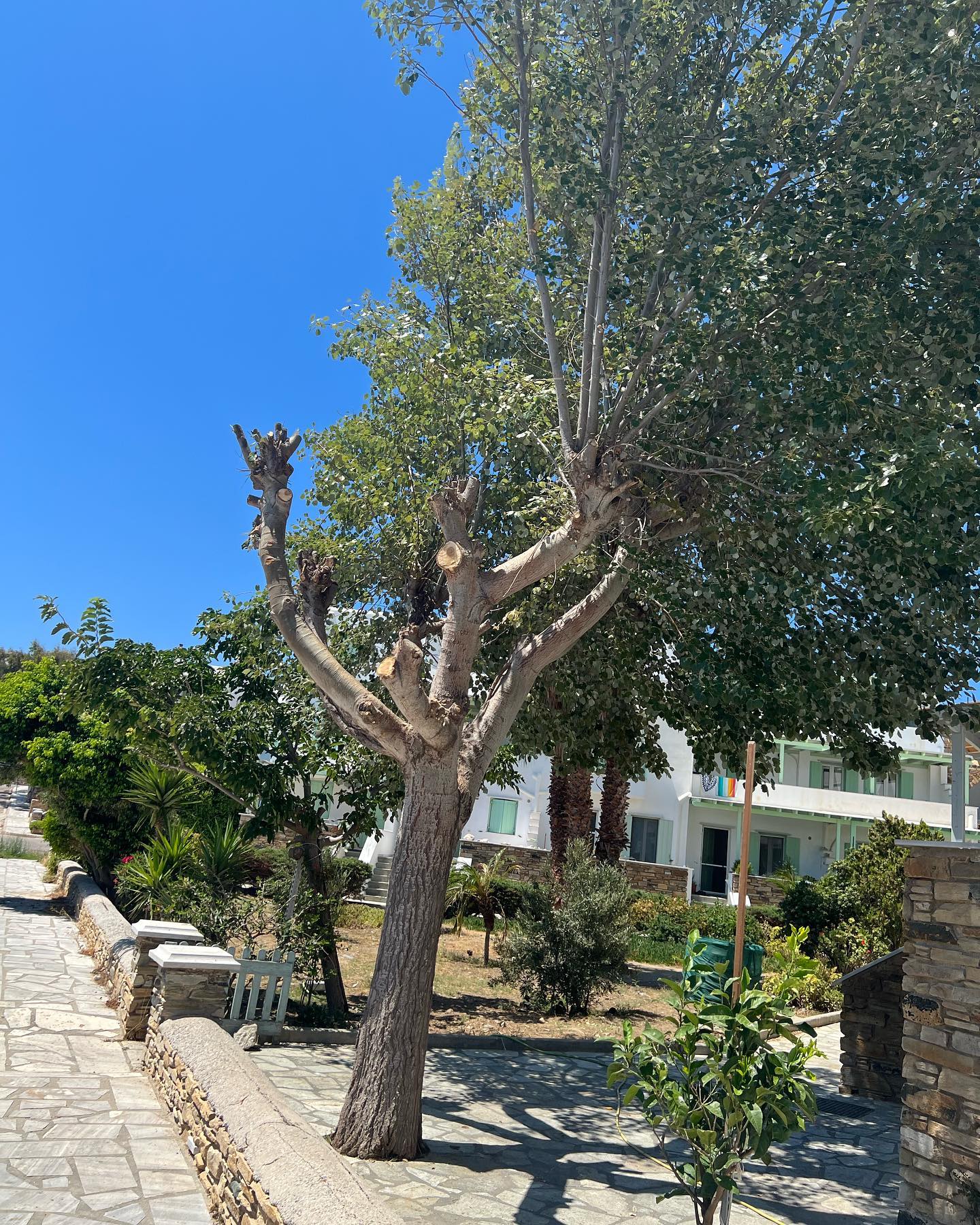 Συντήρηση Καταπράσινου Μεσογειακού Κήπου