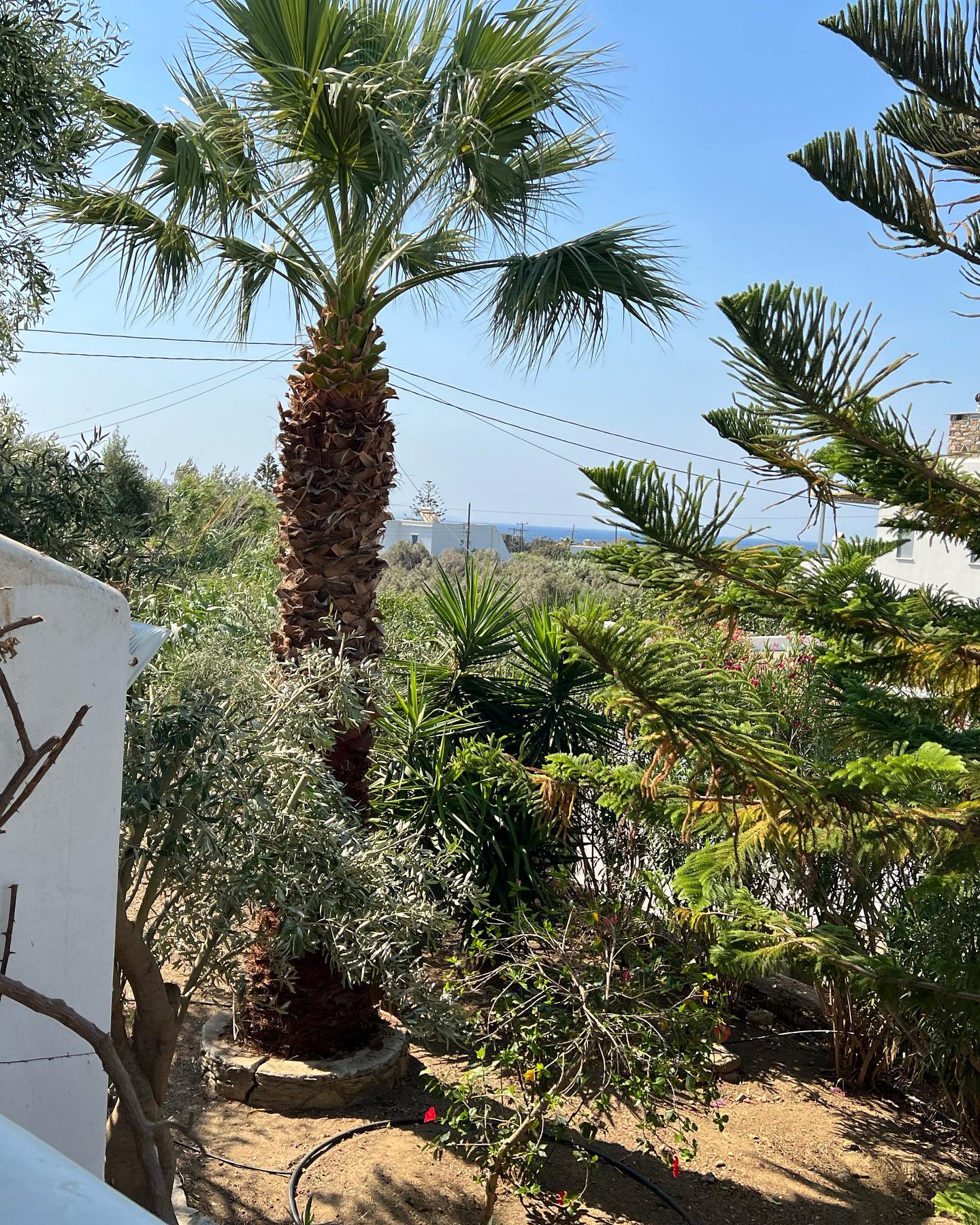 Συντήρηση Καταπράσινου Μεσογειακού Κήπου