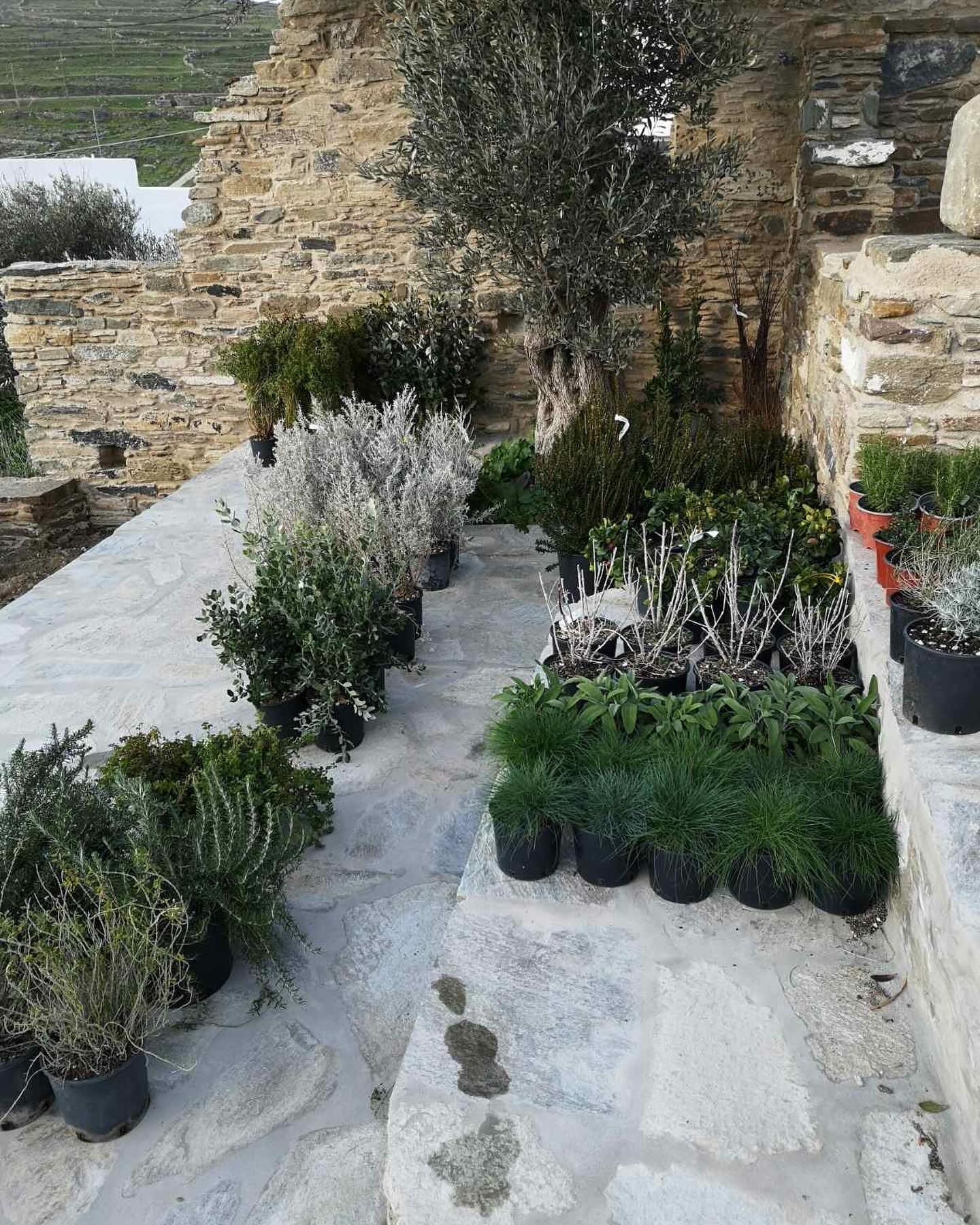 Πέτρινο Πέρασμα &amp; Αυλή
