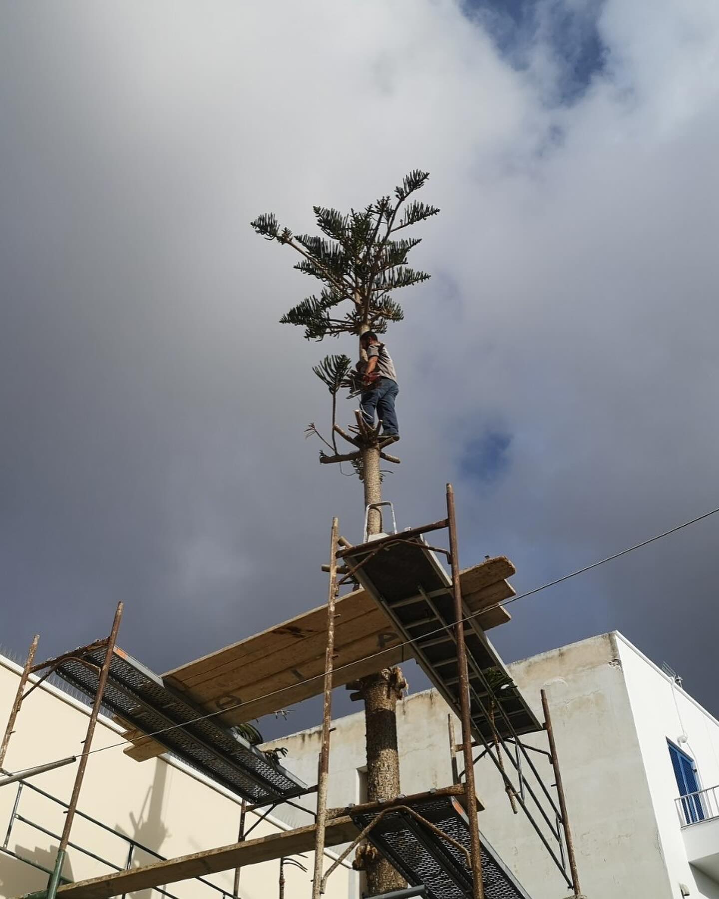 Κλάδεμα &amp; Διαμόρφωση Μεγάλης Αροκάριας
