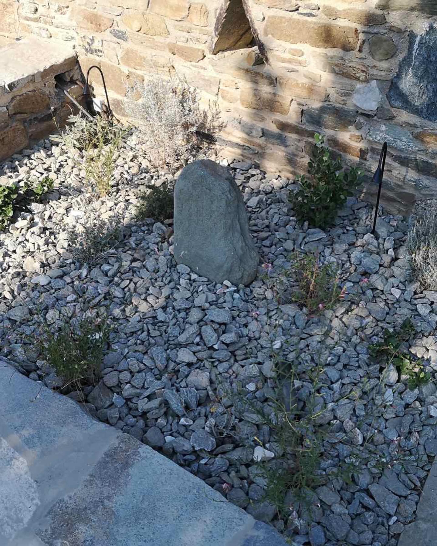 Κλάδεμα &amp; Διαμόρφωση Μεγάλης Αροκάριας