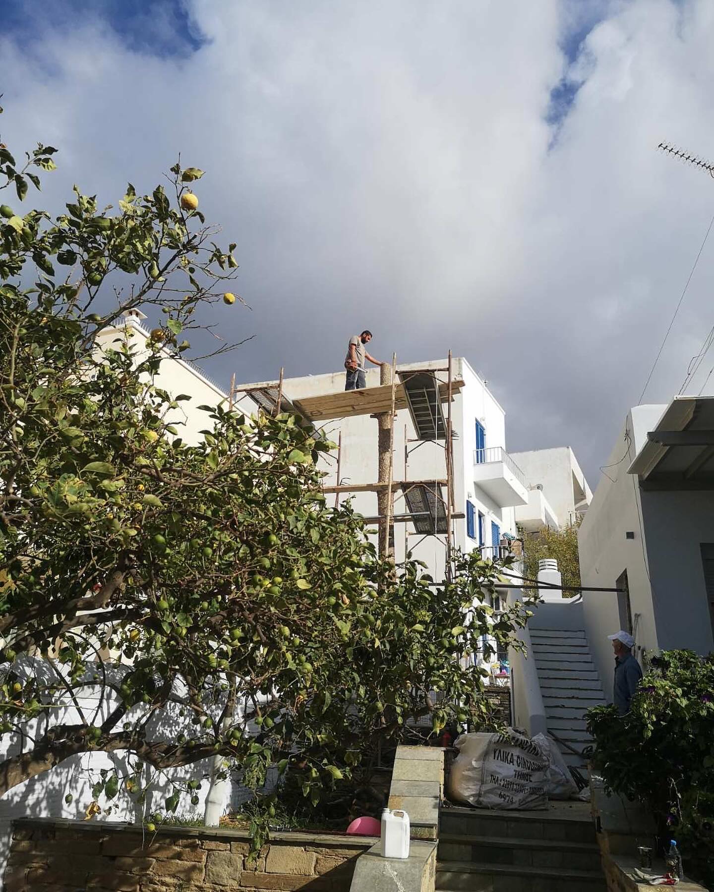 Κλάδεμα &amp; Διαμόρφωση Μεγάλης Αροκάριας