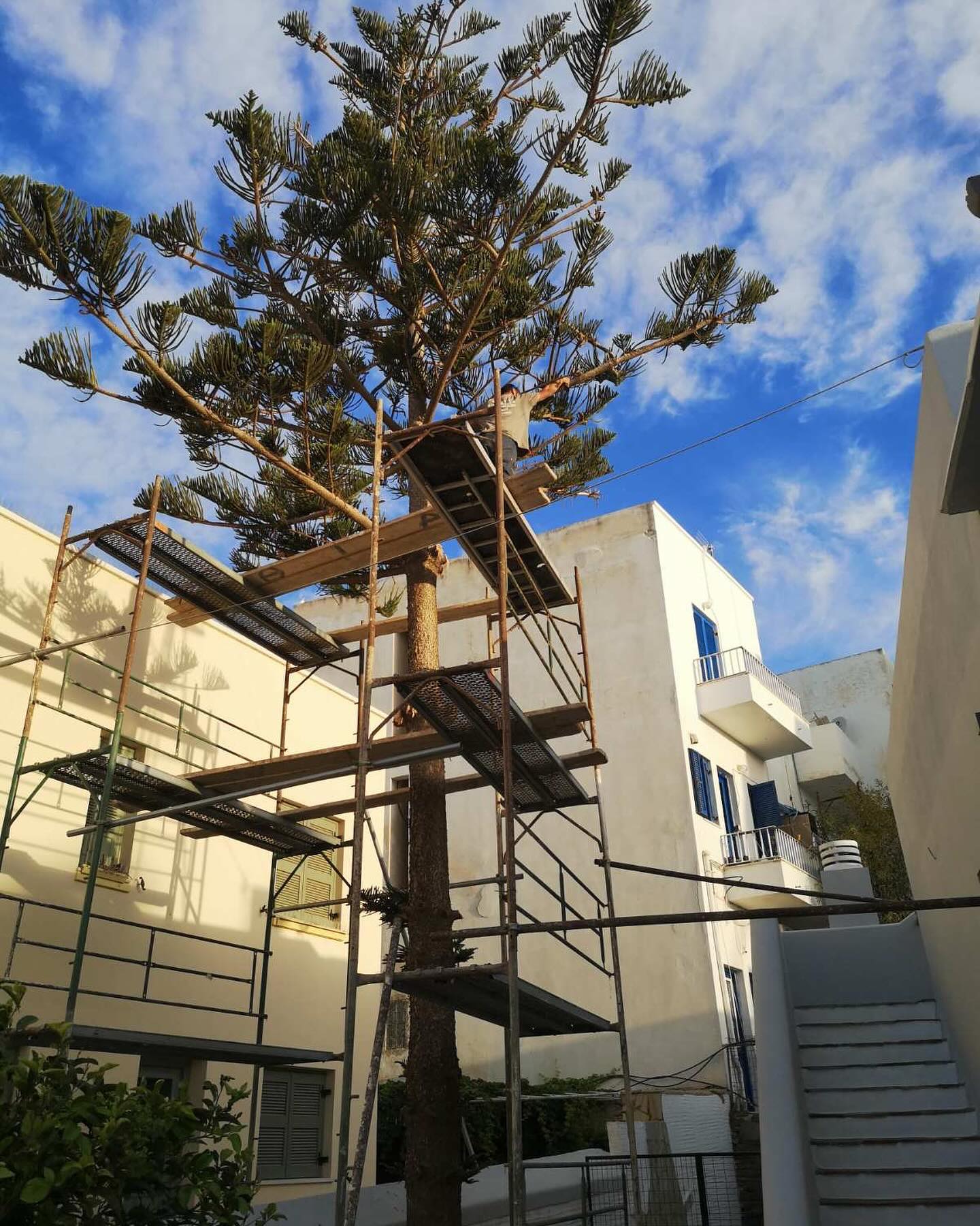 Κλάδεμα &amp; Διαμόρφωση Μεγάλης Αροκάριας
