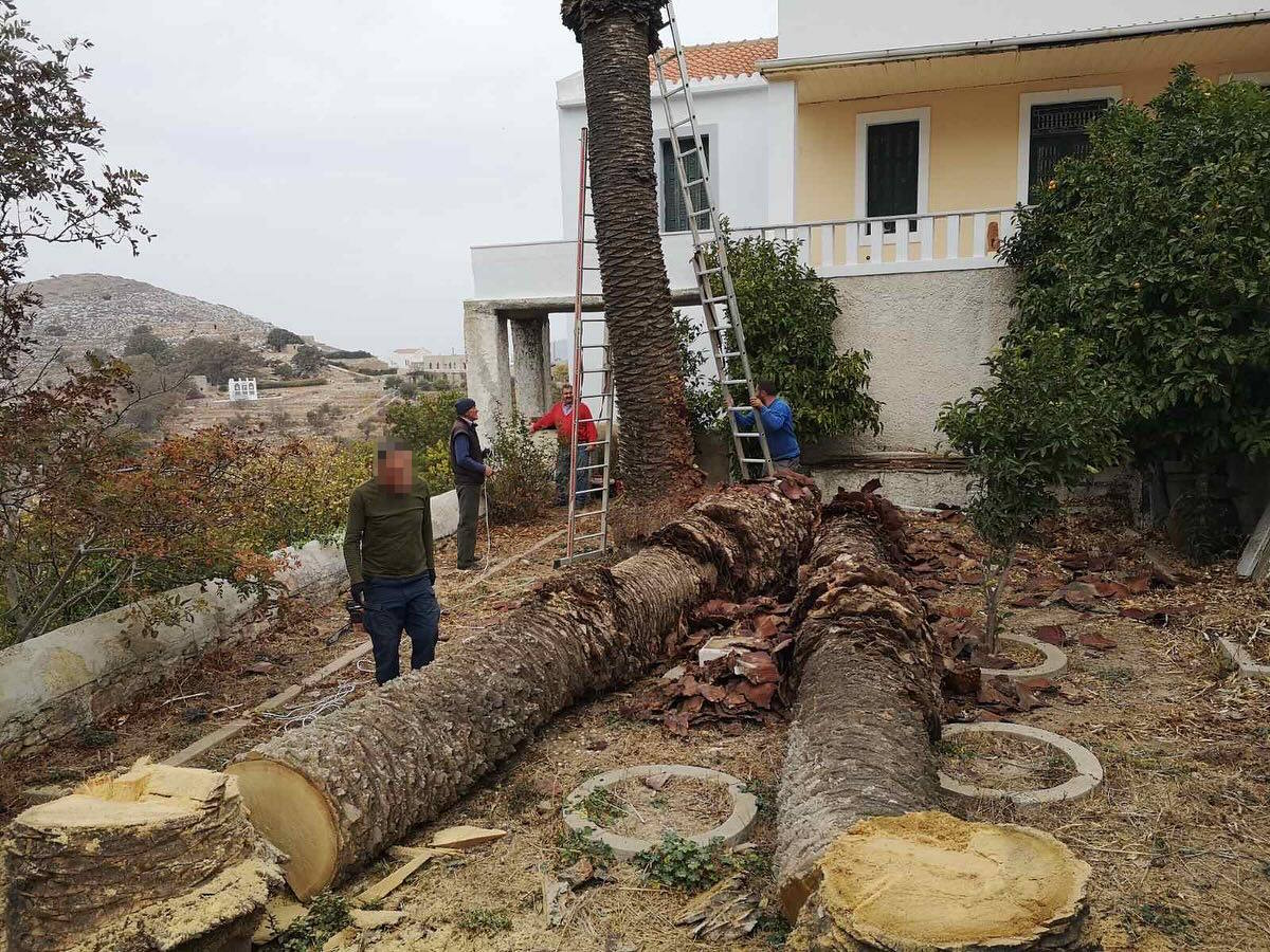 Κλάδεμα &amp; Κοπή Φοινίκων