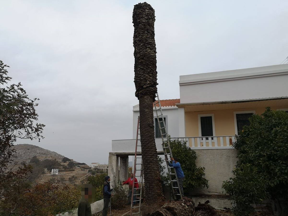 Κλάδεμα &amp; Κοπή Φοινίκων