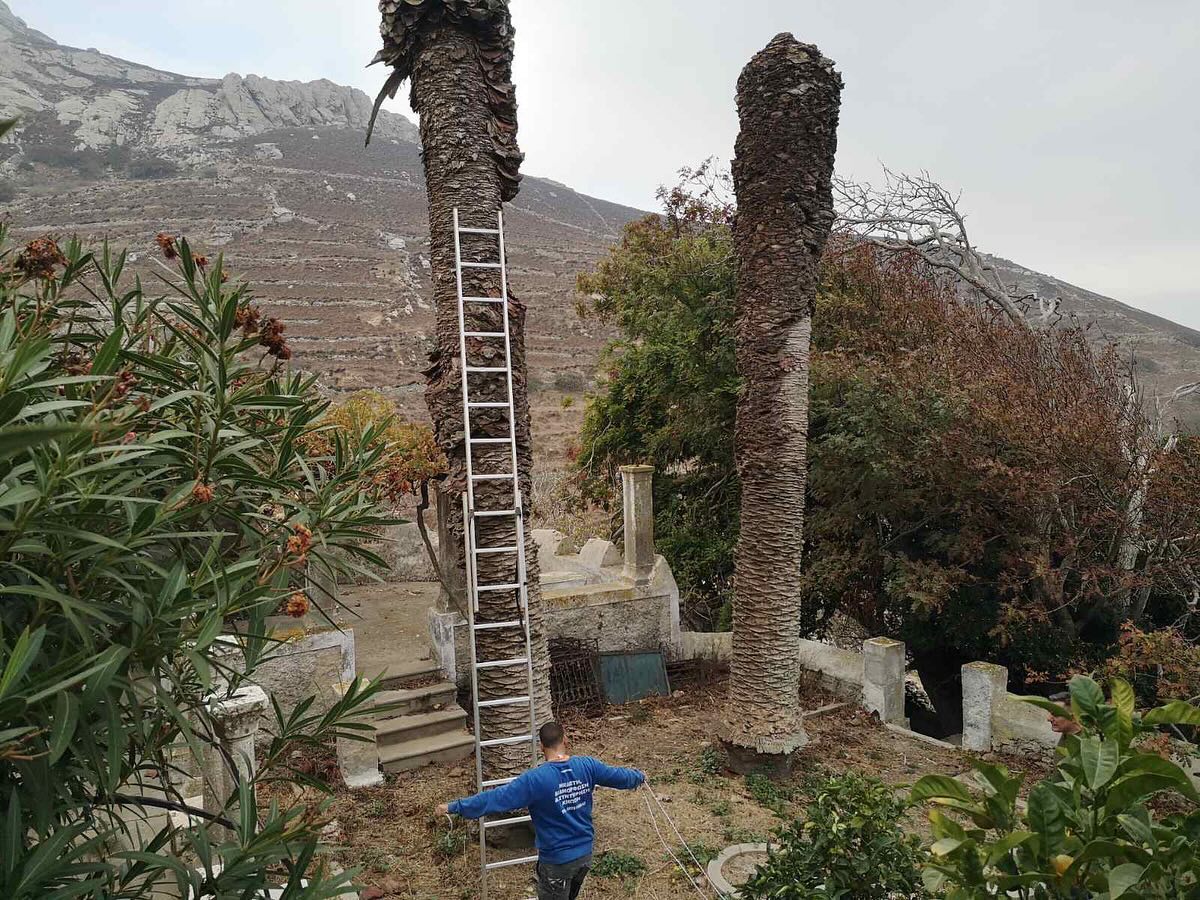 Κλάδεμα &amp; Κοπή Φοινίκων