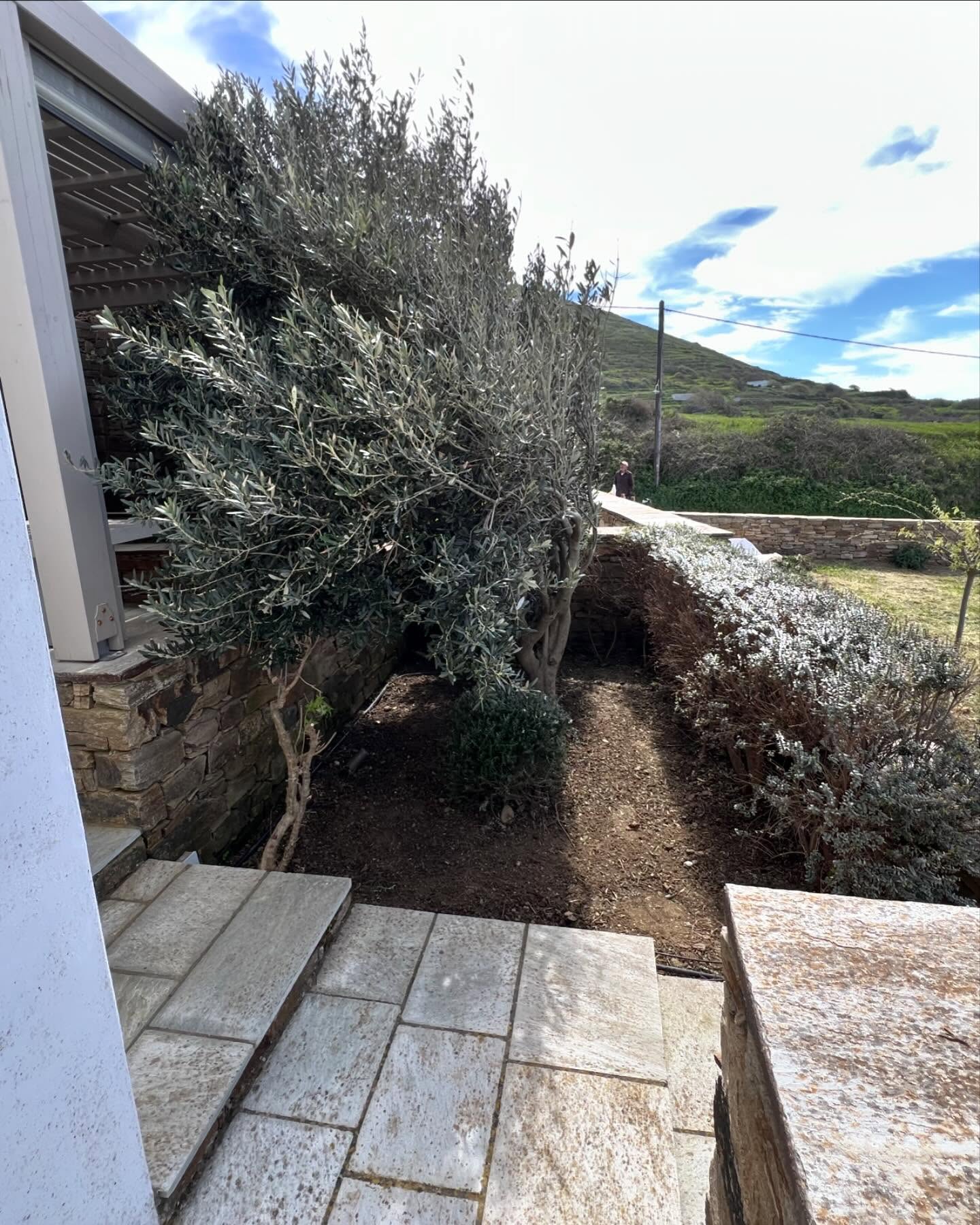 Καταπράσινος Διάδρομος με Λεβάντα